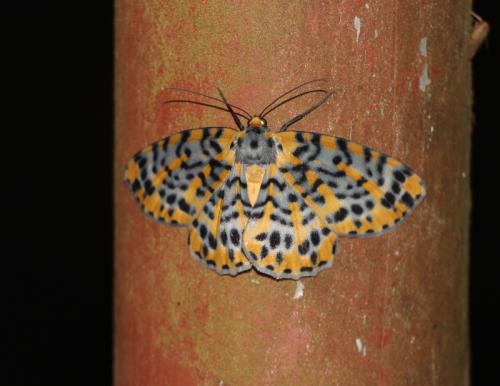 Bracca matutinata